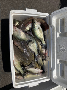 Crappie Paradise: Sam Rayburn